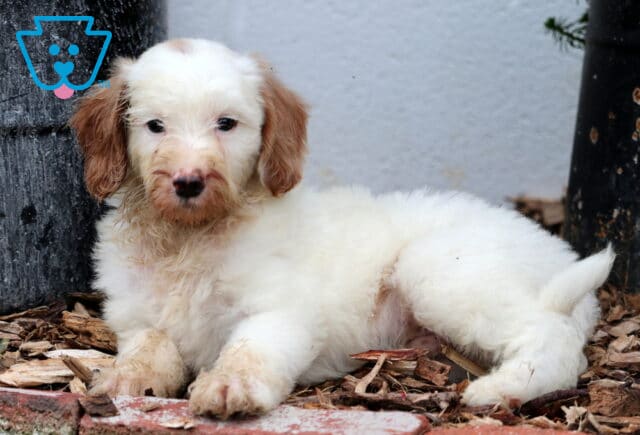 Fluffy Mini Goldendoodle puppy with cream fur and light brown ears lying on mulch near a tree image