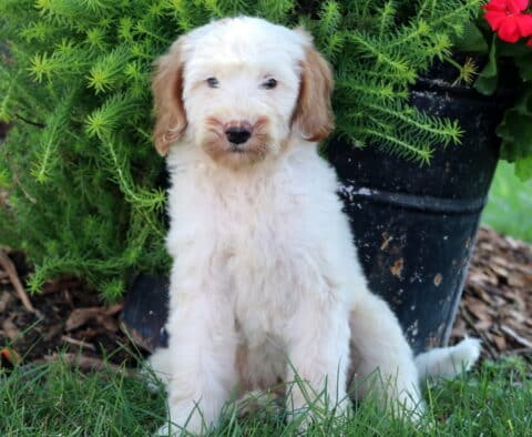 Barkley Mini Goldendoodle Retake