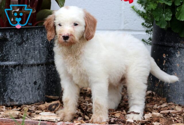 Mini Goldendoodle puppy with cream fur and caramel-colored ears standing on mulch between potted plants. image