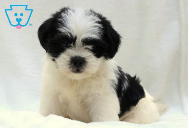 Fluffy black and white Poodle mix puppy with a white face and black patches around the eyes and ears, sitting on a soft white blanket with a calm expression. image