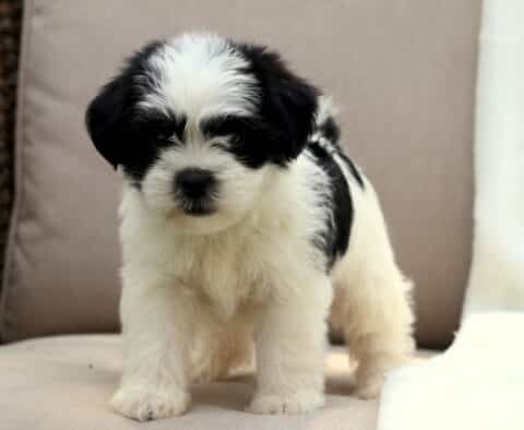 Black and white Poodle mix puppy with a fluffy coat and dark facial markings, standing alertly on a beige cushion with a soft white blanket in the background.