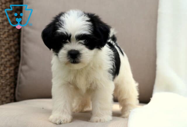 Black and white Poodle mix puppy with a fluffy coat and dark facial markings, standing alertly on a beige cushion with a soft white blanket in the background. image