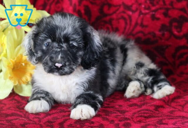 Bayla Cockapoo image