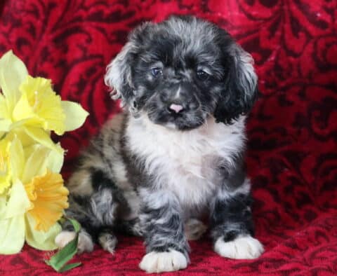 Bayla Cockapoo2