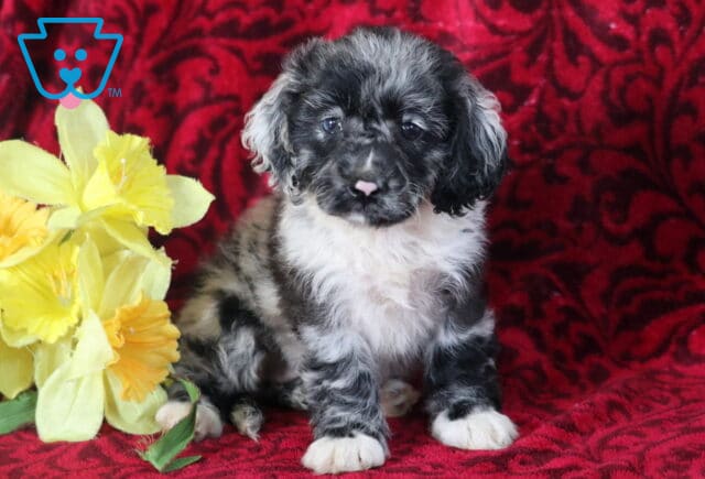 Bayla Cockapoo2 image