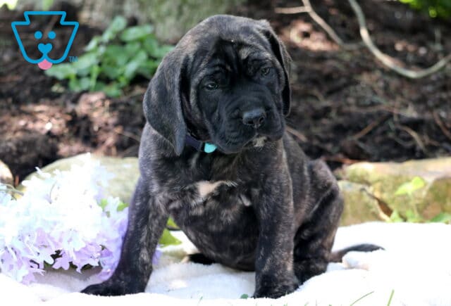 Brindle English Mastiff puppy with a black mask and a teal collar sitting on a white blanket next to light purple flowers, with garden soil and greenery in the background. image