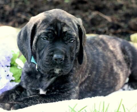 Bean Mastiff2