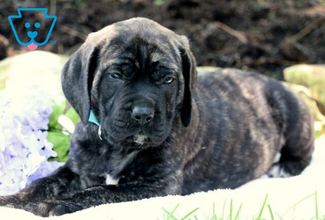 Brindle English Mastiff puppy with a dark face and teal collar lying on a white blanket, beside light purple flowers and surrounded by a garden bed and greenery. image