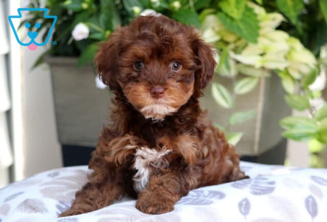 Chocolate brown Yorkiepoo puppy with tan eyebrows and a white patch on the chest sitting on a patterned cushion in front of leafy green plants and flowers. image