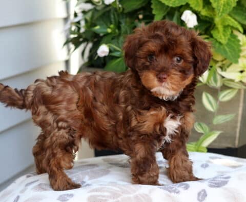 Fluffy chocolate Yorkiepoo puppy with tan markings and a white chest standing on a patterned cushion outdoors with green foliage and flowers in the background.