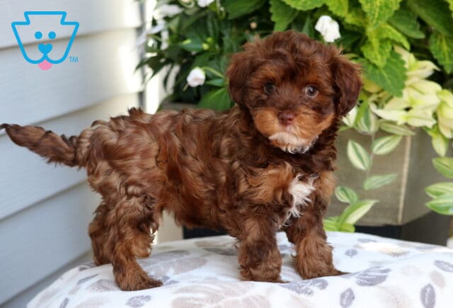 Fluffy chocolate Yorkiepoo puppy with tan markings and a white chest standing on a patterned cushion outdoors with green foliage and flowers in the background. image