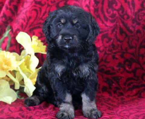 Bear Cockapoo2