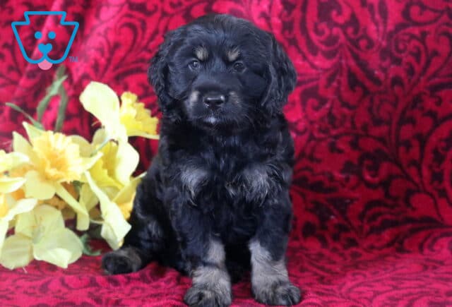 Bear Cockapoo2 image