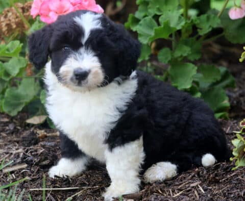Adorable Mini Aussiedoodle puppy with a fluffy black and white coat sitting on mulch in a garden, surrounded by bright green leaves and pink flowers.