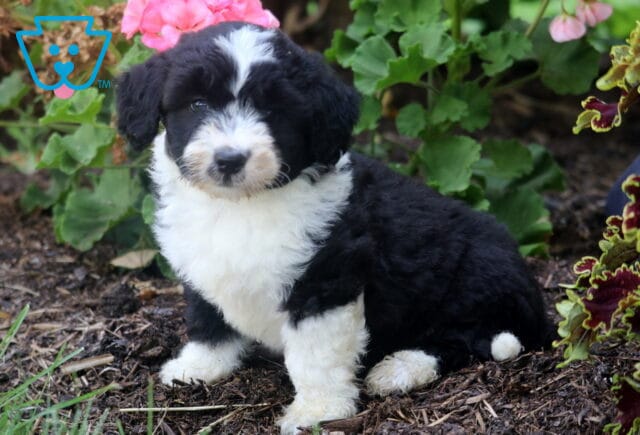 Adorable Mini Aussiedoodle puppy with a fluffy black and white coat sitting on mulch in a garden, surrounded by bright green leaves and pink flowers. image