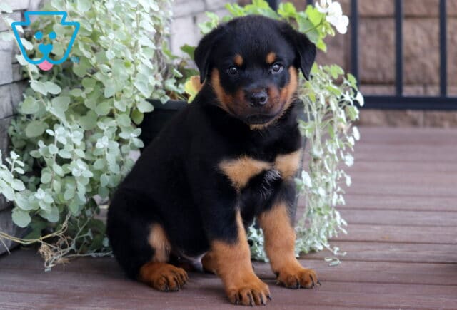 Adorable Rottweiler puppy with a glossy black coat and rich tan markings sitting on a wooden deck in front of leafy green plants, gazing sweetly at the camera. image