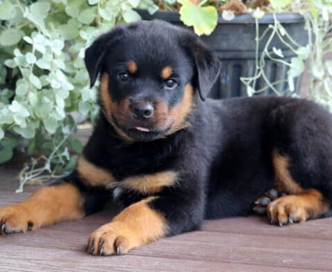 Bear Rottie2