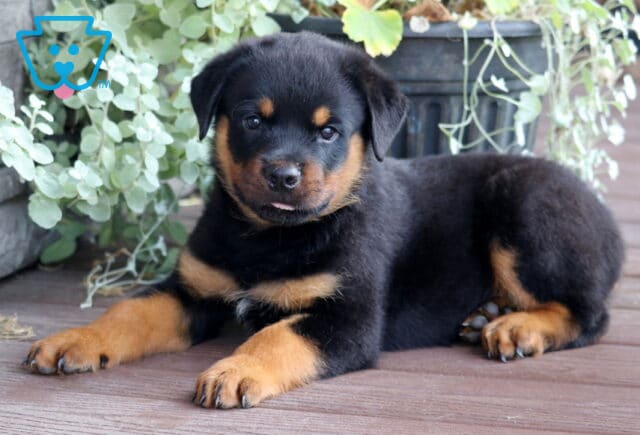 Charming Rottweiler puppy with a shiny black and tan coat lying on a wooden deck, sticking out its tongue slightly while relaxing in front of a leafy potted plant. image