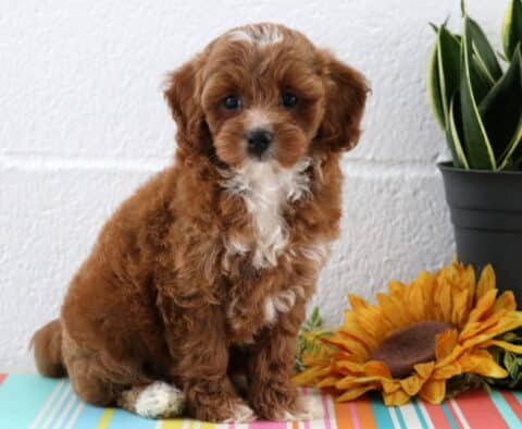 Becca Maltipoo
