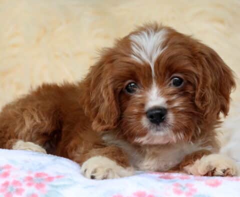 Bee Cavapoo