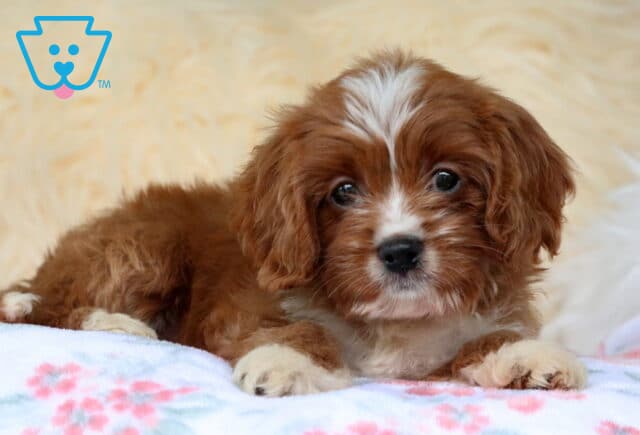 Bee Cavapoo image