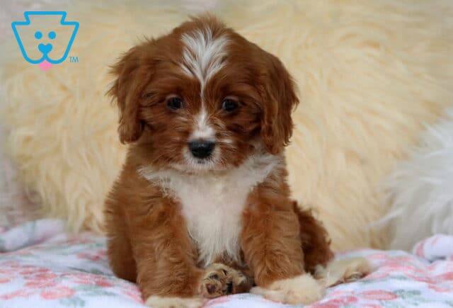Bee Cavapoo2 image