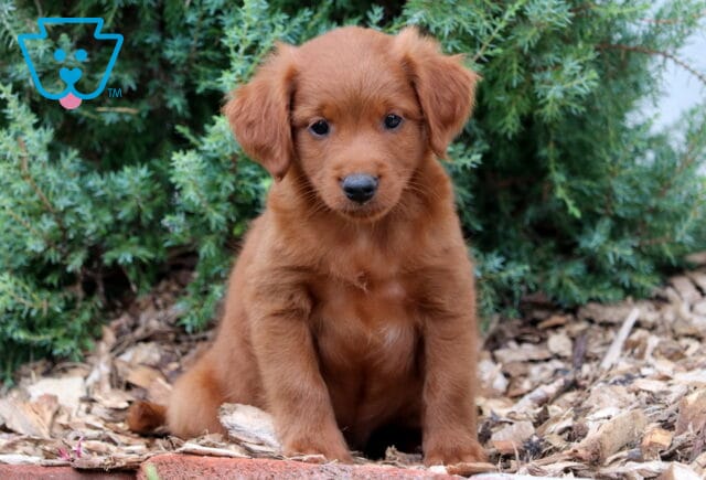 Mini Goldendoodle puppy with a sleek red coat and floppy ears sitting on mulch in front of green bushes, looking attentively at the camera. image