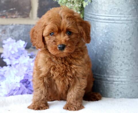 Bee Mini Goldendoodle