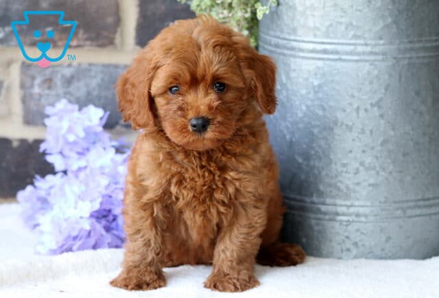 Bee Mini Goldendoodle image