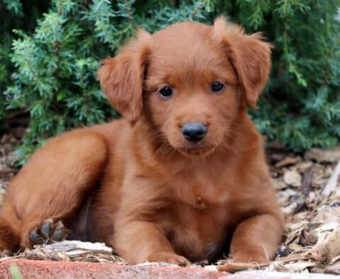 Bee Mini Goldendoodle2