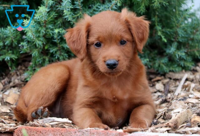 Mini Goldendoodle puppy with a smooth red coat and floppy ears lying down on mulch, posing sweetly in front of green shrubs. image