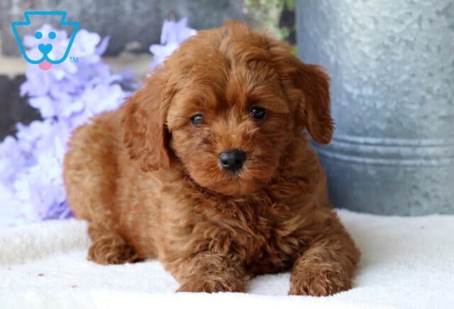Bee Mini Goldendoodle2 image