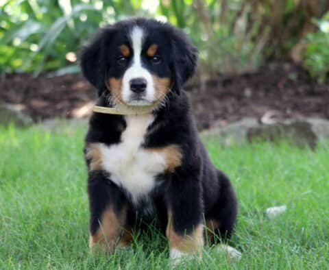 Fluffy Bernese Mountain Dog puppy sitting on green grass with a curious expression, wearing a light-colored collar and surrounded by a garden background.