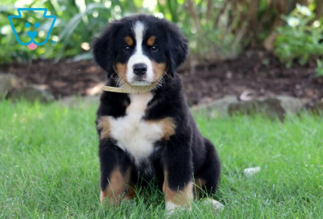 Fluffy Bernese Mountain Dog puppy sitting on green grass with a curious expression, wearing a light-colored collar and surrounded by a garden background. image