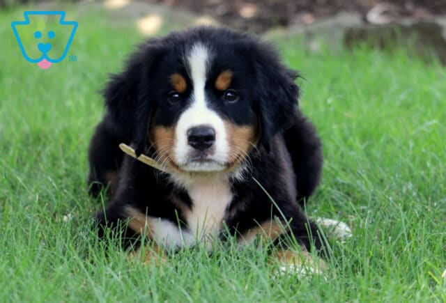 Bernese Mountain Dog puppy lying down in lush green grass, wearing a light tan collar and gazing sweetly at the camera with a calm expression. image
