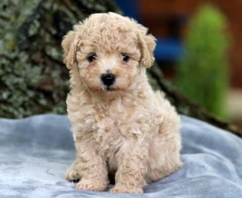 Cream-colored Bichpoo puppy with tight, curly fur and a small black nose, sitting sweetly on a gray blanket with a tree trunk and greenery in the background.