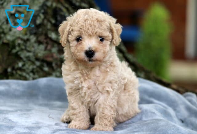 Cream-colored Bichpoo puppy with tight, curly fur and a small black nose, sitting sweetly on a gray blanket with a tree trunk and greenery in the background. image
