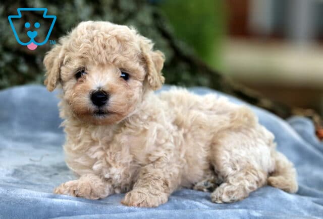 Cream Bichpoo puppy with soft, fluffy curls lying on a gray blanket, looking up sweetly with dark eyes and a button nose, set against a natural outdoor background. image