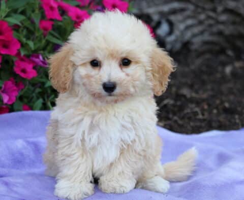 Fluffy cream and tan Bichpoo puppy sitting on a light purple blanket with dark mulch and bright pink flowers in the background.