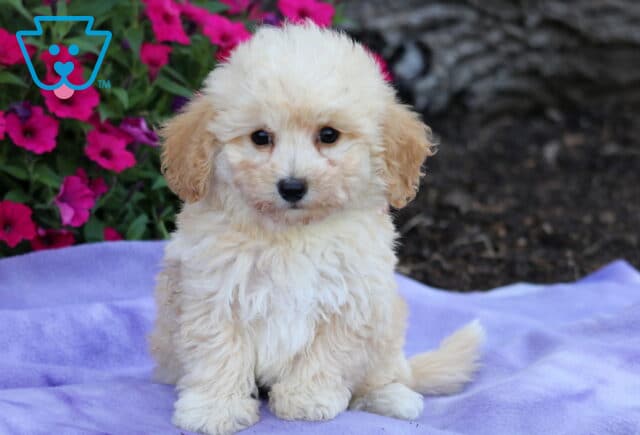 Fluffy cream and tan Bichpoo puppy sitting on a light purple blanket with dark mulch and bright pink flowers in the background. image