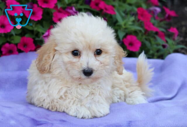 Cream-colored Bichpoo puppy lying on a lavender blanket with its fluffy tail curled, surrounded by bright pink petunias in the background. image