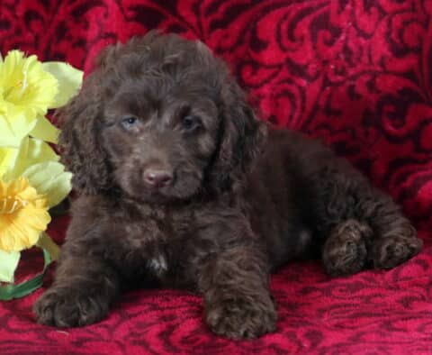 Benji Cockapoo