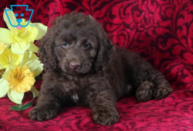 Benji Cockapoo image