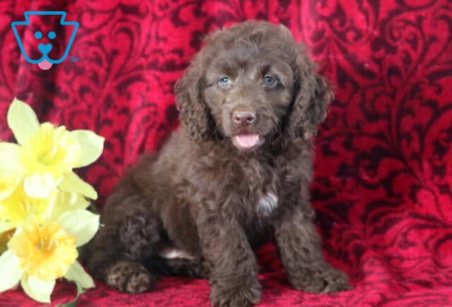 Benji Cockapoo2 image