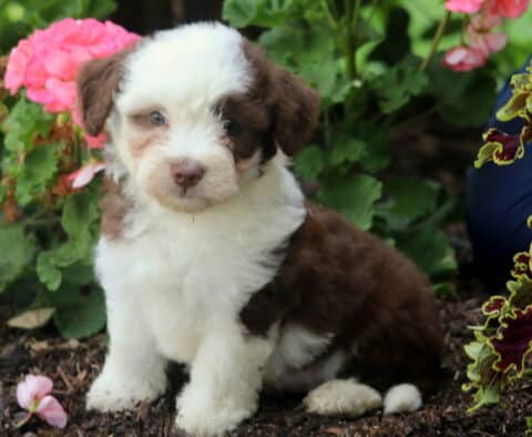 Charming Mini Aussiedoodle puppy with a fluffy brown and white coat and striking blue eyes sitting in a flowerbed, surrounded by pink and burgundy blossoms.