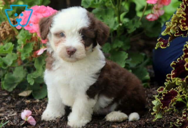 Charming Mini Aussiedoodle puppy with a fluffy brown and white coat and striking blue eyes sitting in a flowerbed, surrounded by pink and burgundy blossoms. image