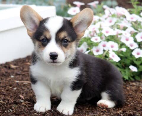 Benson Corgi