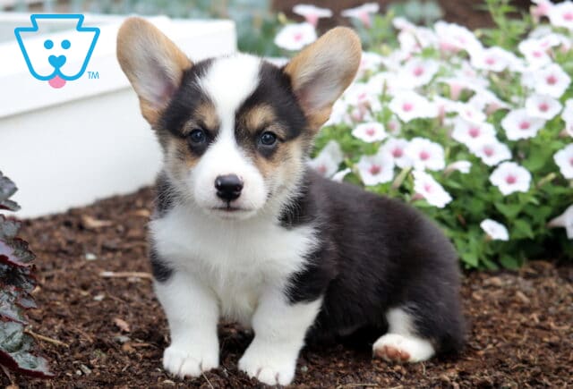 Benson Corgi image