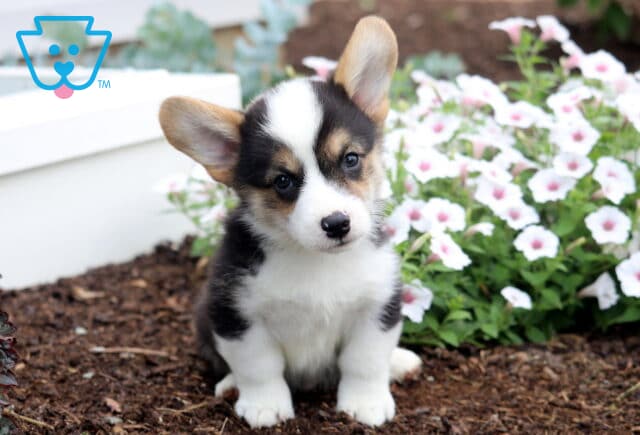 Benson Corgi2 image