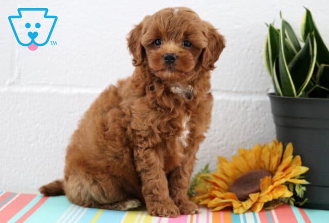 Bentley Maltipoo image